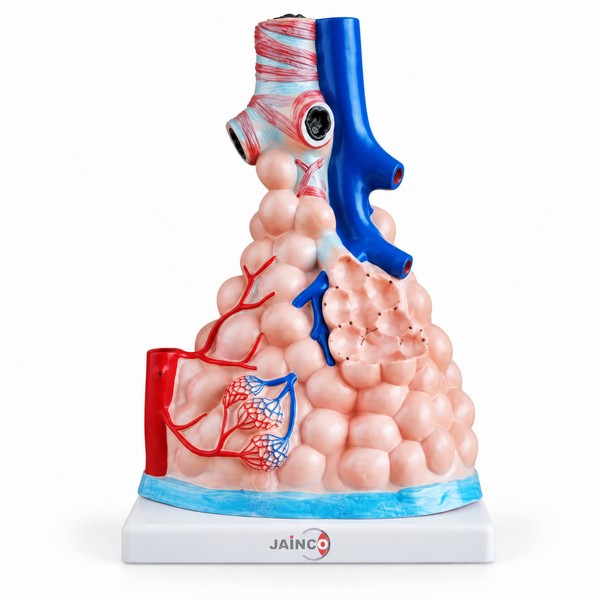 Magnified Pulmonary Alveoli Model